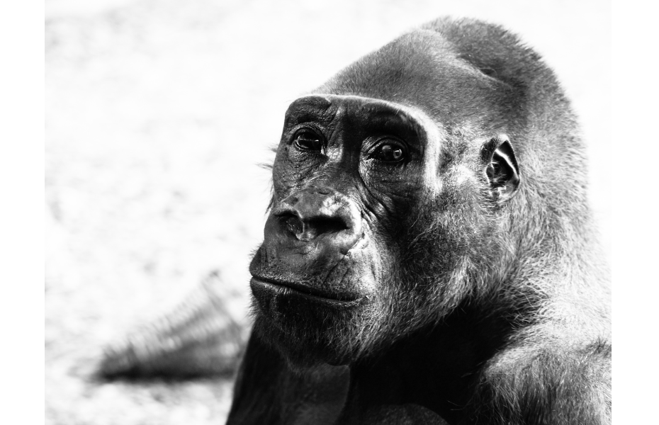 Intricacies of the Gorilla Mind