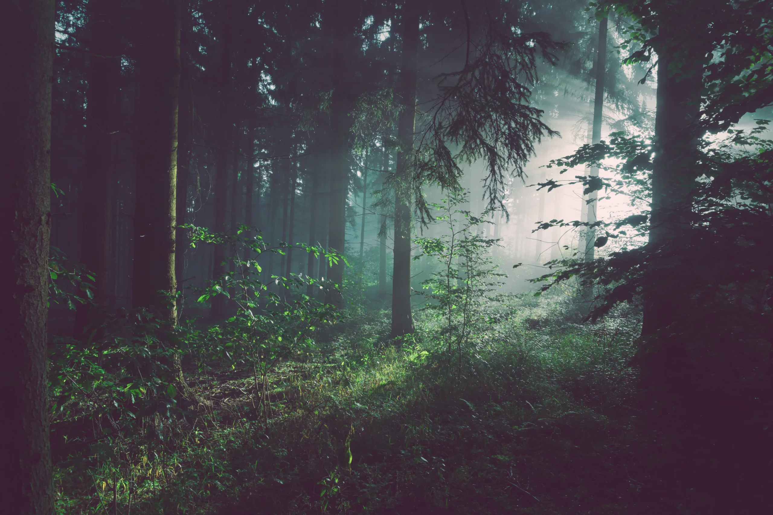 MPPSC State Forest Service Recruitment 2024